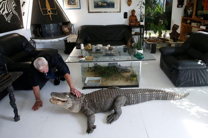 Gillet vuốt ve một chú cá sấu to trong phòng khách của mình.