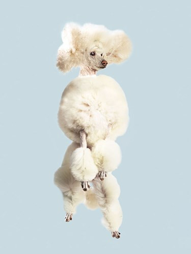 Khi tiểu thư "bay"