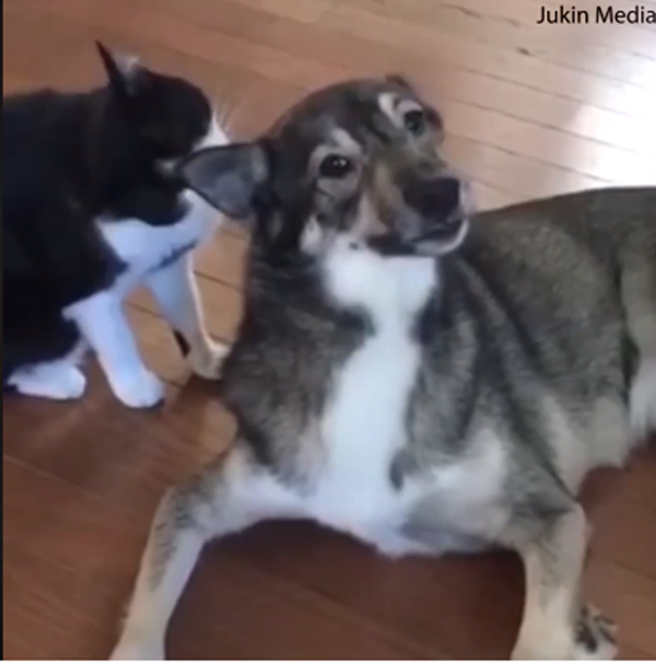 Ai nói chó và mèo ghét nhau.