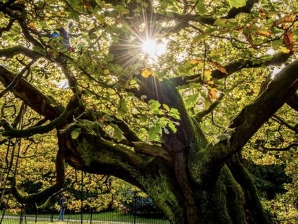 Cây sồi cổ thụ vẫn rất vững chãi, dù đã 1.000 năm tuổi.