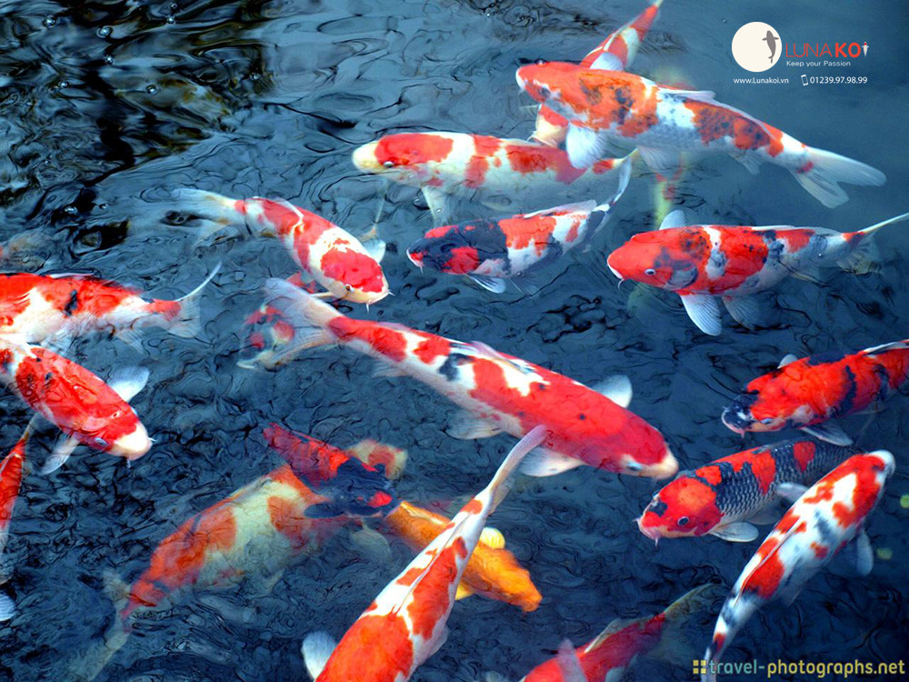 Đâu chỉ có rùa, còn vô số động vật vượt xa con người về khoản sống lâu ảnh 2