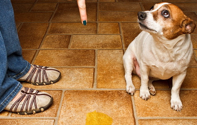 Loài chó đích thị đến từ sao Hỏa, loài mèo chắc chắn đến từ sao Kim ảnh 5