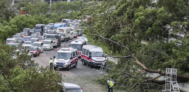 Cây đổ chắn ngang đường khiến ô tô không thể di chuyển.