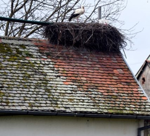 Malena trong cái tổ đặc biệt của mình vào mùa xuân.