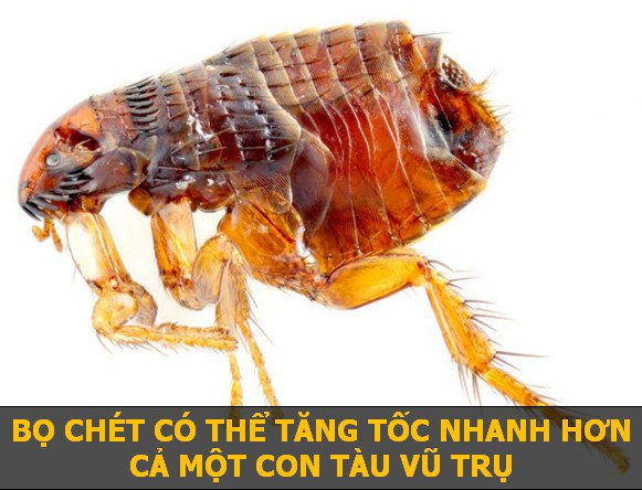 Khi thực hiện một cú bật nhảy, bọ chét có thể đạt độ cao 8 cm chỉ sau 0,001 giây. Gia tốc này thậm chí còn lớn gấp 50 lần các con tàu vũ trụ.