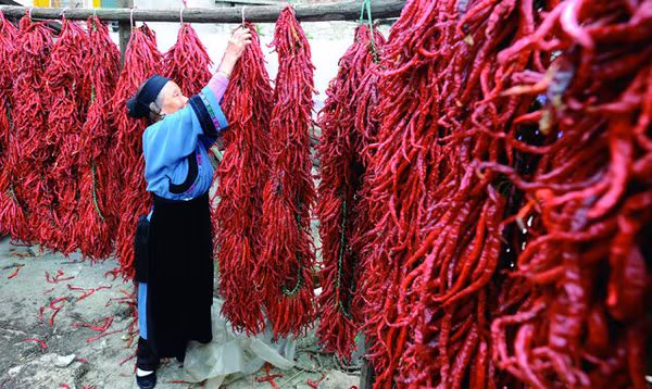 Người dân ở thị trấn Xiazi ăn ớt như ăn cơm uống nước hàng ngày.