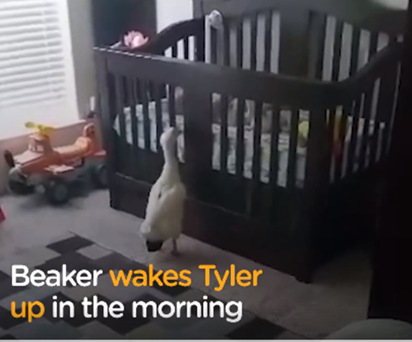 Đến giờ dậy rồi Tyler ơi!