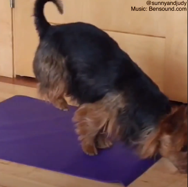 ... và bằng hai chân trước khiến cho các huấn luyện viên phải trầm trồ thán phục.