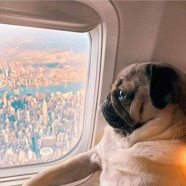 Nếu đi máy bay thương mại cũng phải ngồi riêng một ghế như người ta.