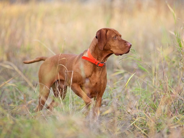 Một chú chó săn dễ dàng bị “hụt” con mồi nếu không tập trung.