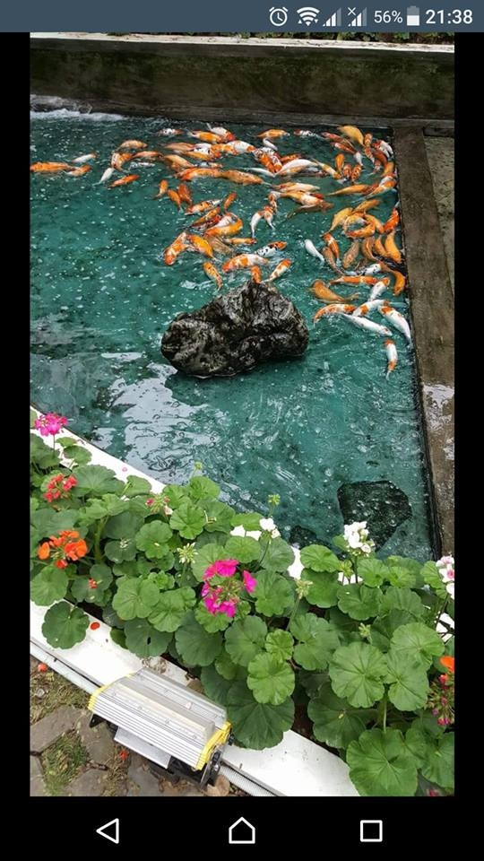 Hình ảnh đàn cá Koi được các sinh viên của trường chụp lại khi còn sống.