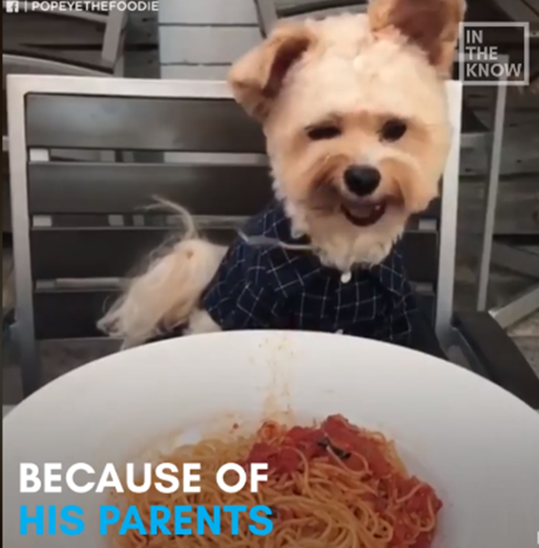 Spaghetti là món không phải ai cũng ăn đúng cách đâu.