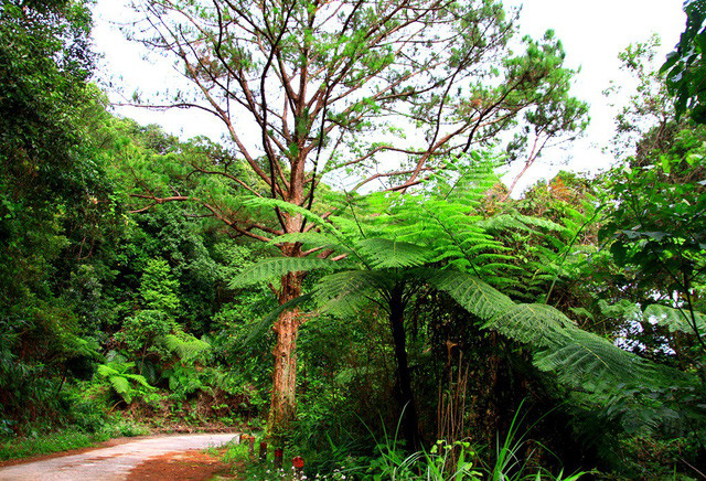 Nhiều cây dương xỉ cao lớn