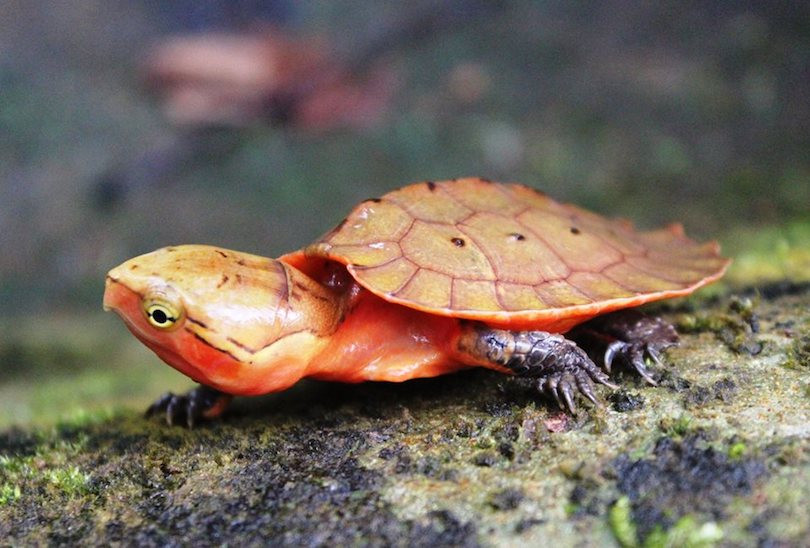 Những vườn quốc gia Việt Nam "lọt mắt xanh" của trang web du lịch nổi tiếng ảnh 1