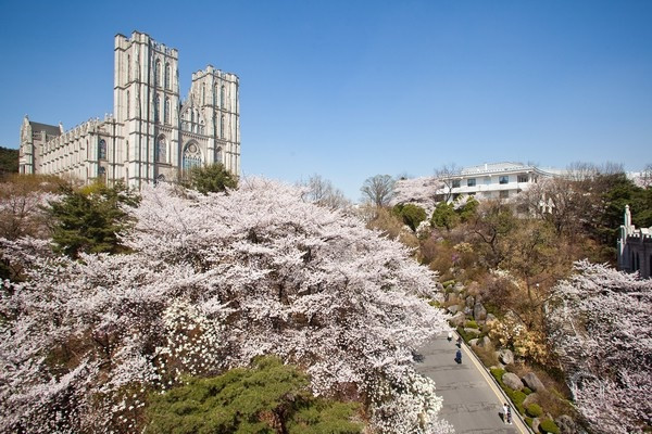 Ngôi trường này là nơi rất nhiều người đi du lịch Hàn Quốc muốn đến thăm một lần.