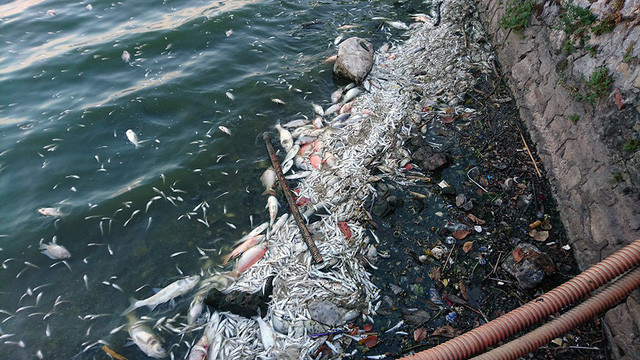 Cận cảnh một đoạn bờ hồ có cá chết dạt vào.