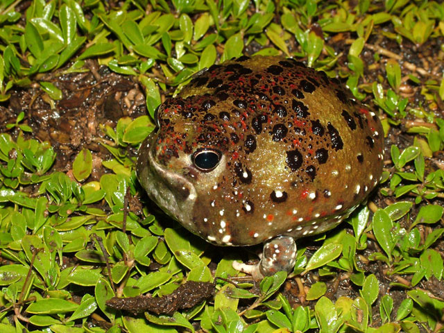 Những loài vật này chỉ cần nghe tên thôi, bạn đã thấy tò mò muốn biết ảnh 3