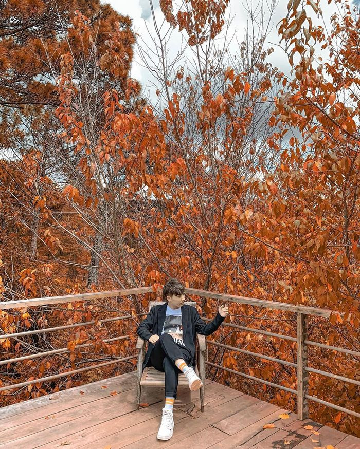 Đến Đà Lạt để check-in ngay với lá phong đang mùa thay lá. Ảnh: Kokoro cafe.