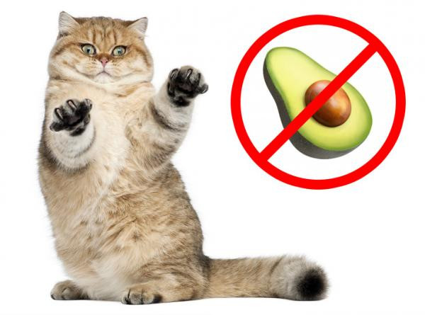 Những khám phá thú vị có thể bạn chưa từng biết đến ảnh 1