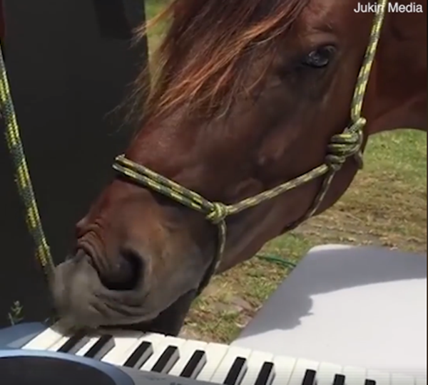 Khả năng dùng mũi để chơi đàn piano đến mức kinh ngạc của chú ngựa.