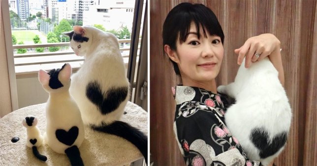 Nàng mèo Ikura với đốm lông trái tim hoàn hảo trên lưng khiến hội yêu thú cưng không thể không mê tít.