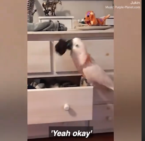 Chú vẹt Rio thì xả stress bằng cách phá phách tủ quần áo.