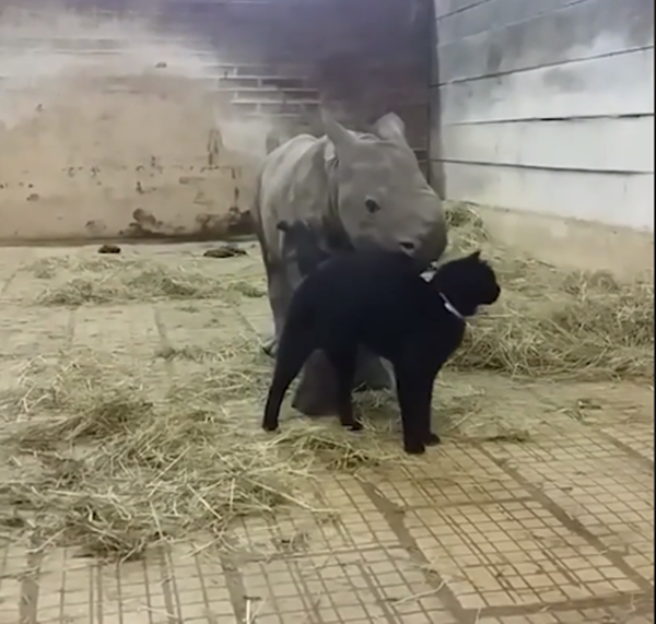 Chú hà mã con đáng yêu quá, phải yêu chú ý thôi.