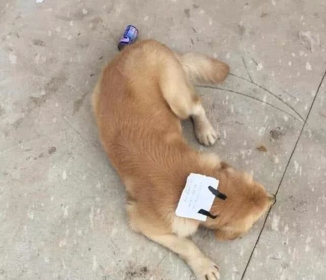 Jin Mao tự ái bỏ nhà đi và gây ra sự việc không thể ngờ.