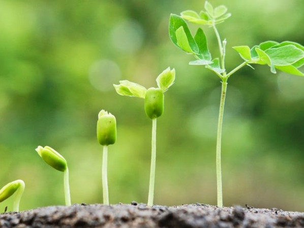 “Sống sót là quan trọng, phát triển mới là tuyệt vời”.