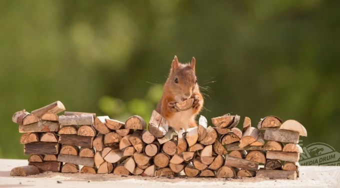 Thành quả bổ củi của con sóc.