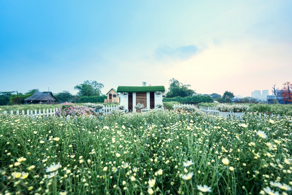 Cánh đồng cúc họa mi vừa nở rộ tại Thảo nguyên hoa Long Biên rộng tới vài nghìn mét vuông.
