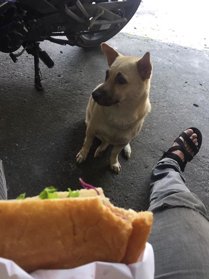 Vào quán cà phê cầm bánh mì là thấy mặt nó. (Ảnh: Kim Long)