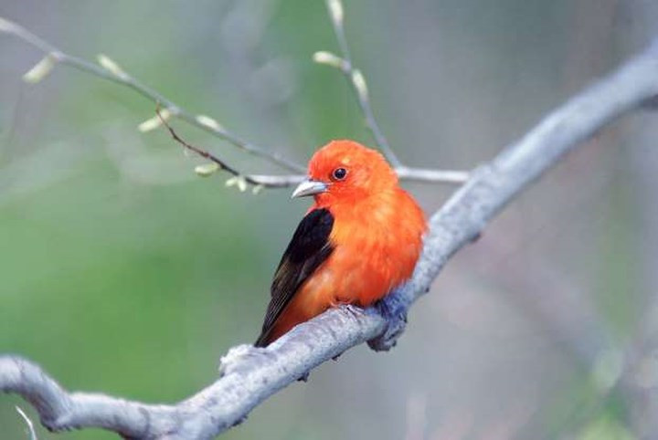 Chim Scarlet Tanager: Loài chim lộng lẫy với giọng hót tuyệt vời này rất khó trông thấy vì chúng luôn đậu ở những tầng rừng trên cao.