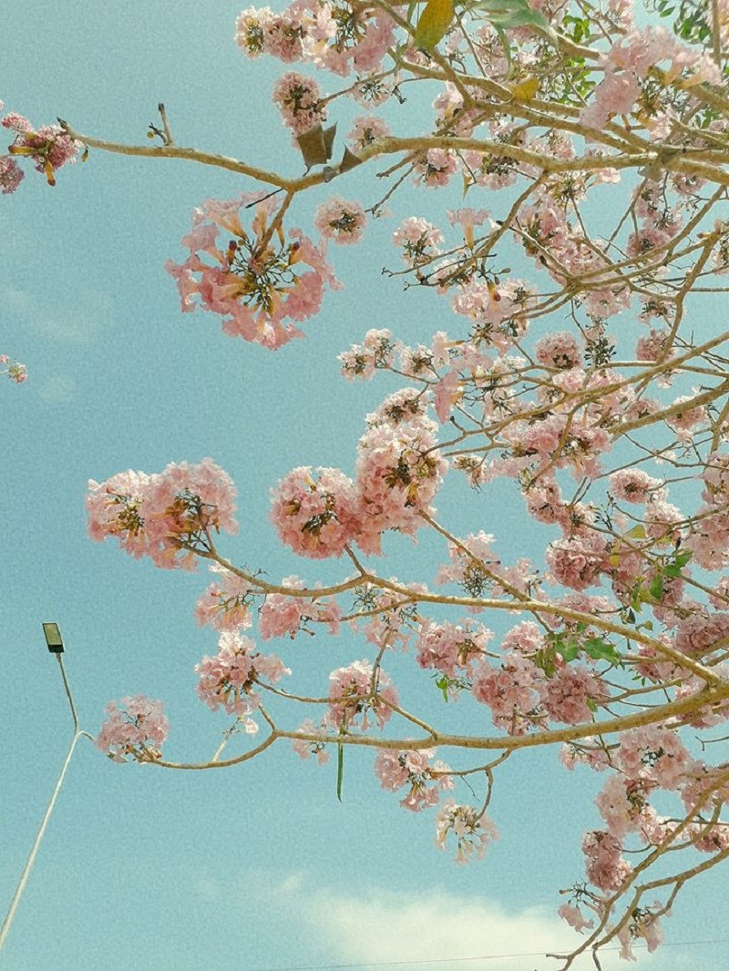 Khi hoa nở, hầu hết lá đều rụng, chỉ để lại những cụm màu hồng rực.