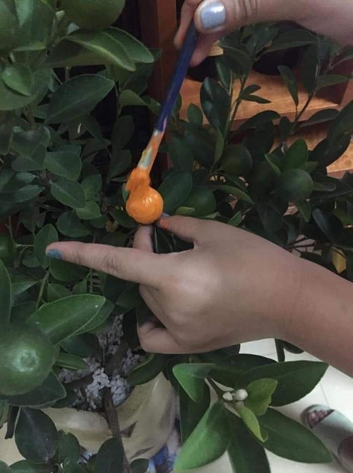 Sơn màu cam cho quất thôi… (Ảnh: Hà Trần)