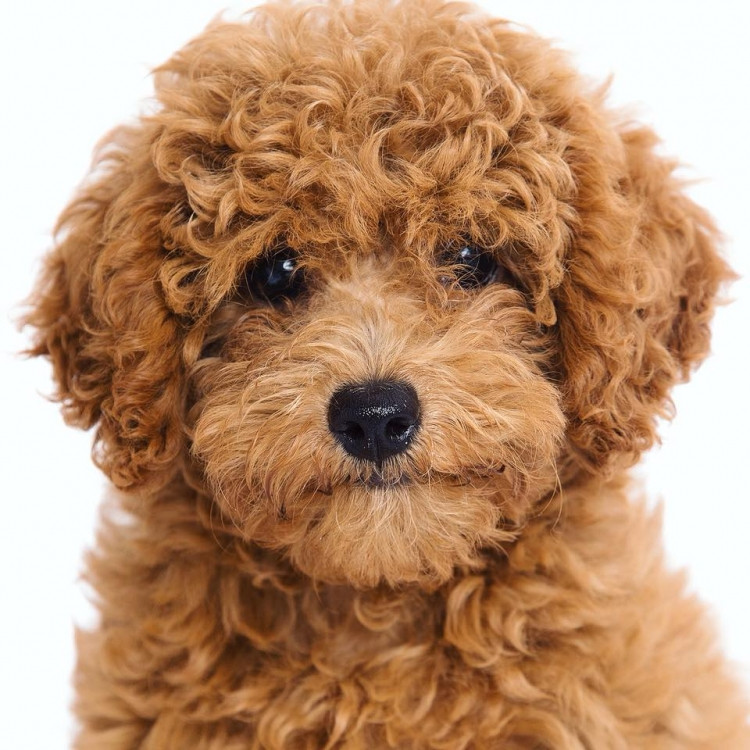 Ảnh thẻ chuẩn quốc tế 3×4.