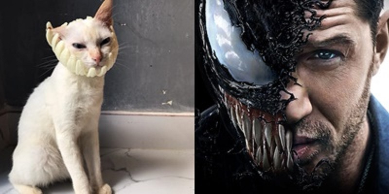 Mèo hóa thân Venom khiến bao người gật gù vì giống quá!