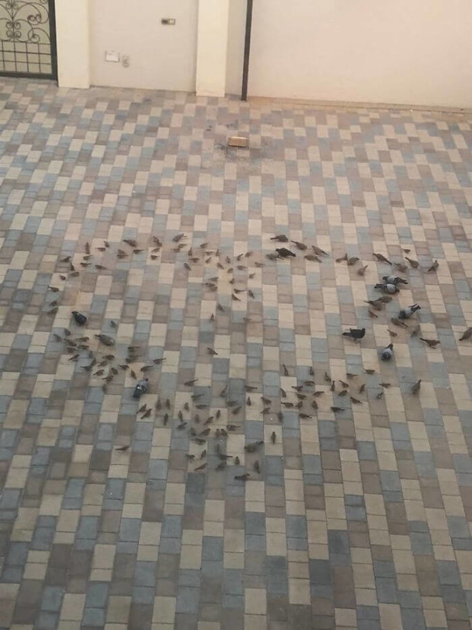 Mỗi sáng, có một người đàn ông rải thức ăn cho chim trên sân hình trái tim, để khi vợ mình thức dậy có thể chứng kiến cảnh tượng này.