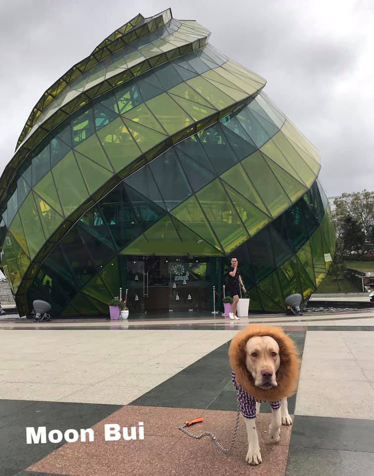 Chú chó được mang bờm trông không khác gì sư tử.