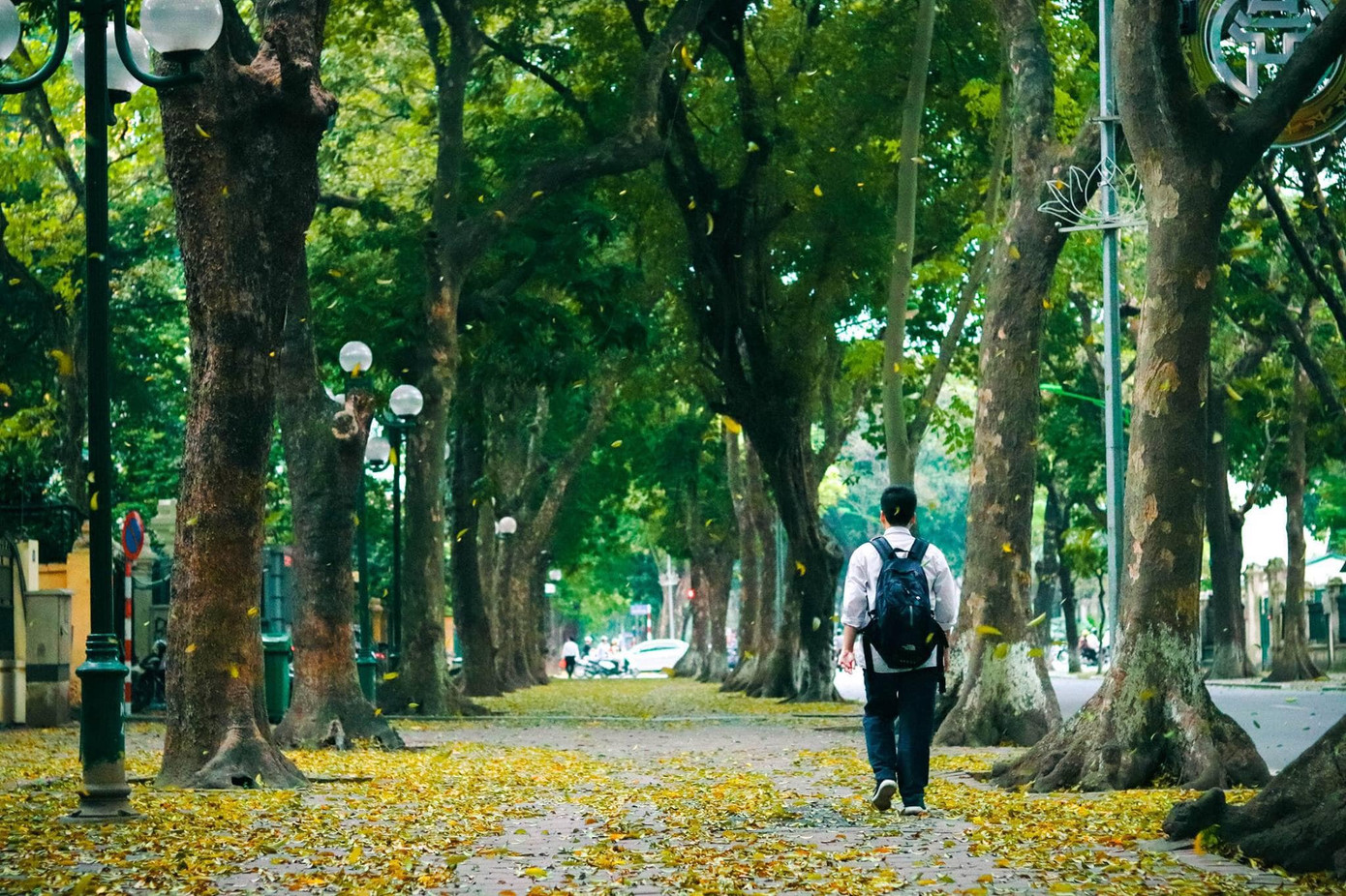 Lá sấu rơi trải vàng phố Phan Đình Phùng tạo nên khung cảnh thơ mộng.
