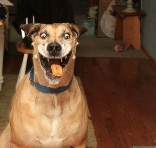 Không hiểu em cún này đang cười hay dọa dẫm?!