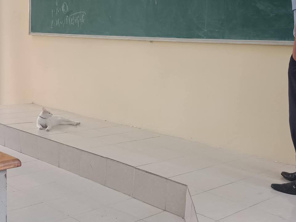 Dù có tập trung học bài thì bạn học trò cá tính này cũng không chịu ngồi yên, vẫn là phải nằm dài ra nghe giảng cho thoải mái nhé!