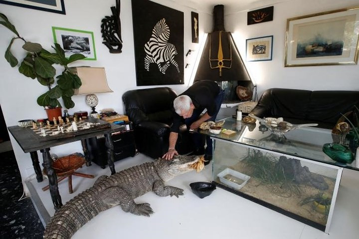 Gillet cho biết, 2 chú cá sấu Ali và Gator đã được giải cứu khỏi một nông trại chuyên về da động đất.