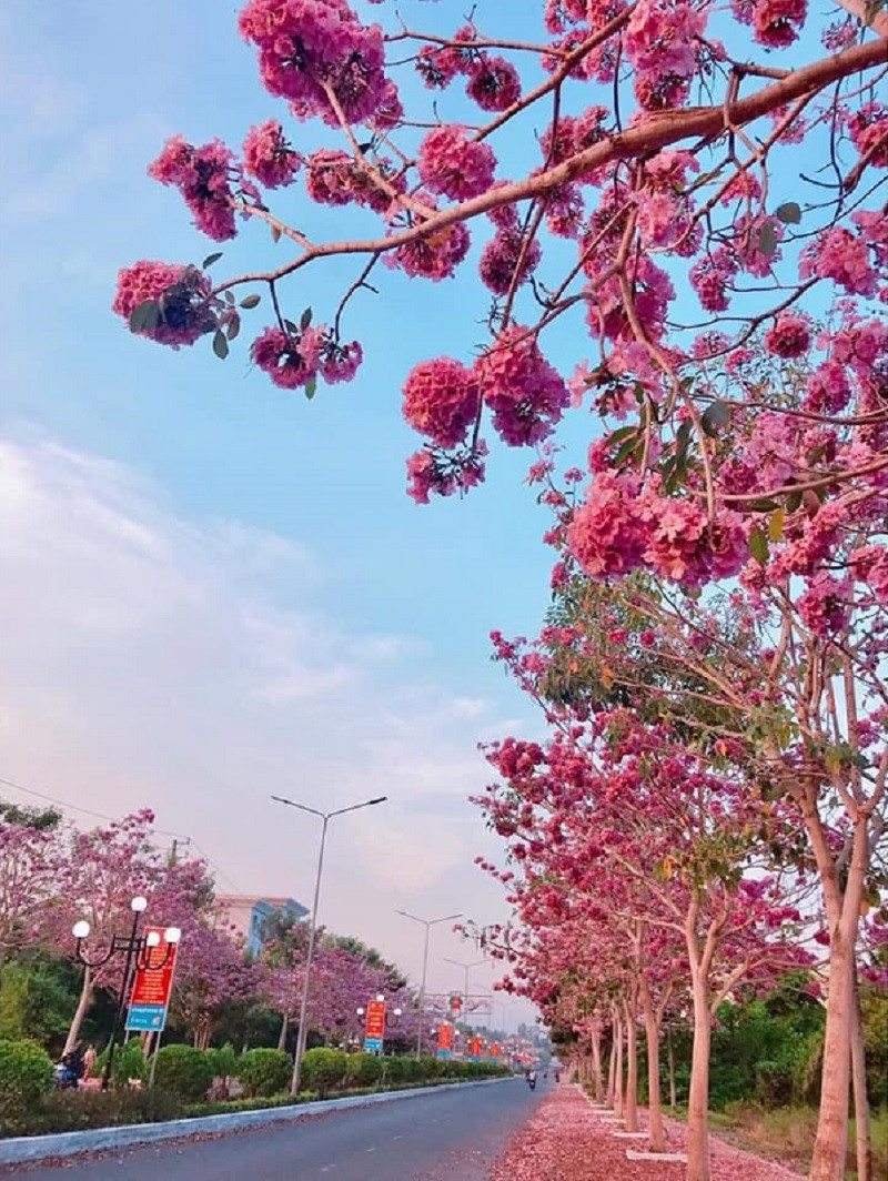 Con đường kèn hồng đẹp lãng mạn tựa như khung cảnh trong phim điện ảnh.