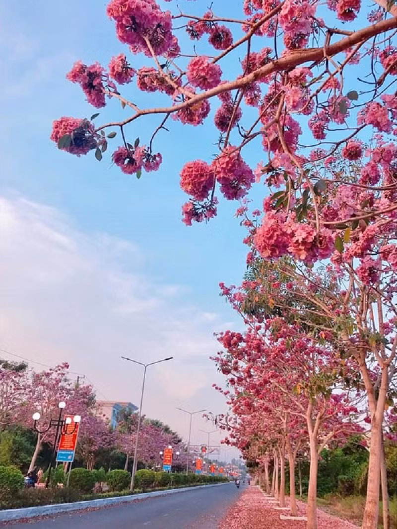 Con đường kèn hồng đẹp lãng mạn tựa như khung cảnh trong phim điện ảnh.