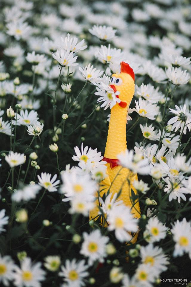 &quot;Người ta là hotgirl còn em là hot-gà&quot;.