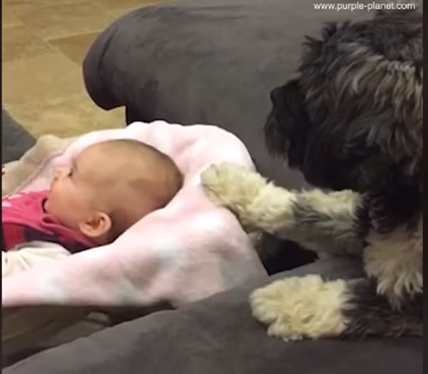 Để đáp lại tình cảm của bạn, tôi sẽ ru cho bạn ngủ.