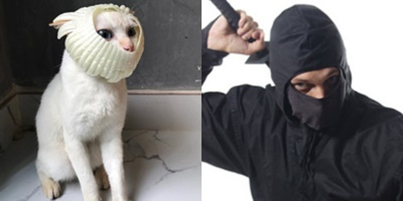 Mèo Ninja bao ngầu và thần thái.