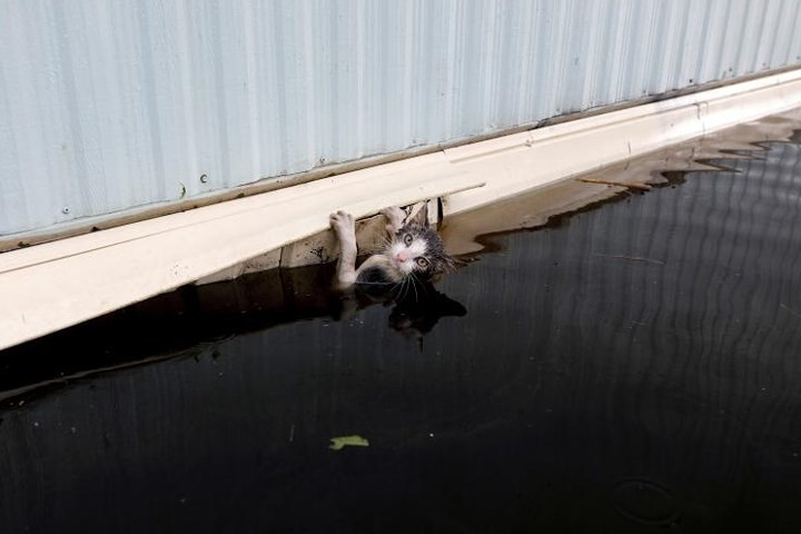 Một chú mèo đáng thương bơi trong nước lũ rồi bám vào một thành gờ trước khi được cứu sống ở Burgaw, bang Bắc Carolina, Mỹ.