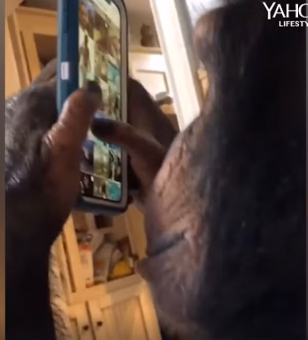 Chỉ bấm chọn những video mà mình thích thôi.